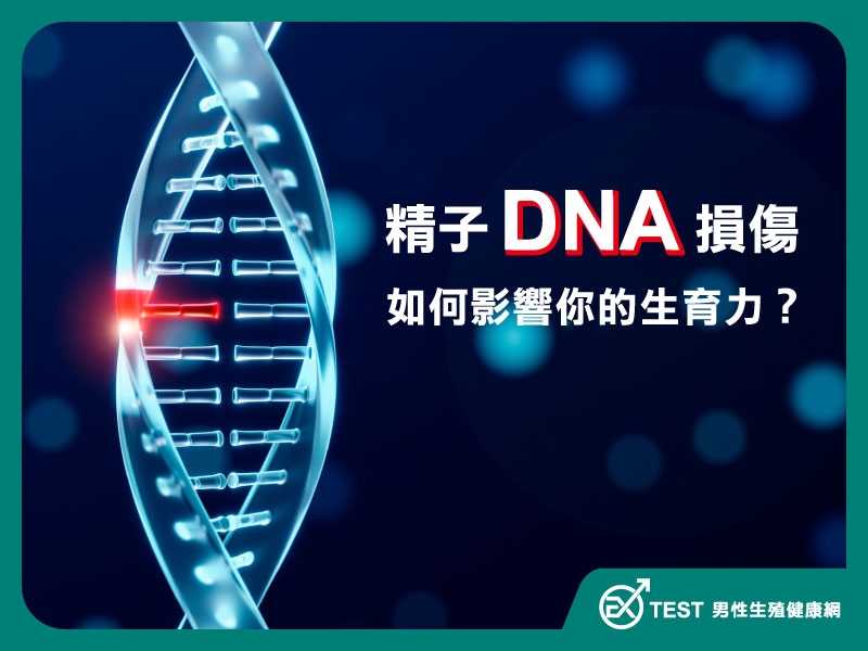 精子DNA損傷如何影響生育力？最新研究揭示的挑戰與解決方案