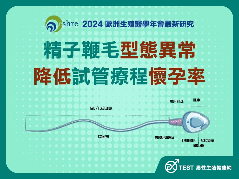 2024 歐洲生殖醫學年會最新研究（二）：精子鞭毛多重形態異常對試管嬰兒療程結果的影響