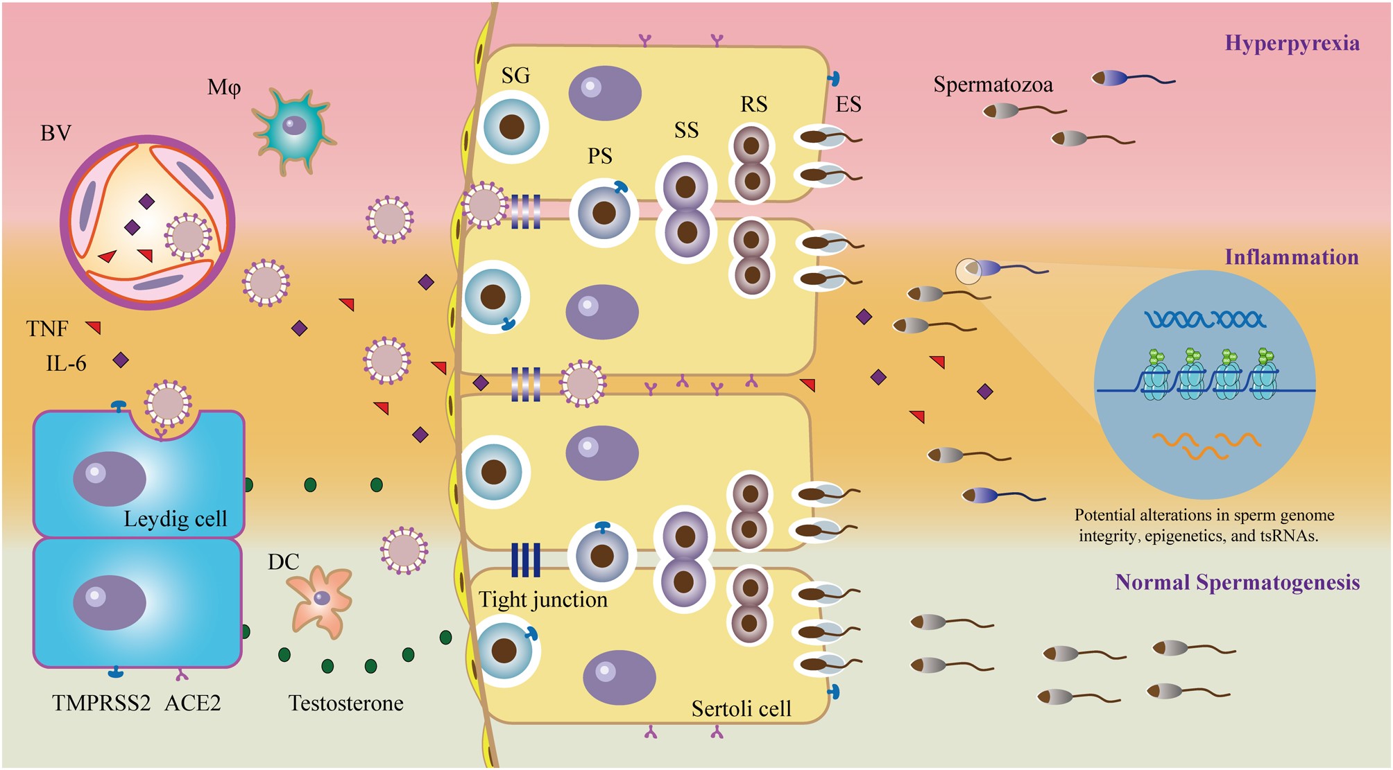 covid-19-sperm-quality
